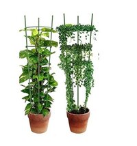 Mitsico Plant Support Stakes, Plastic Peony Cages and Supports, Outdoor Garden Stakes Plant Cage, Large Plant Support Rings for Tomato,Rose,Flowers Vine