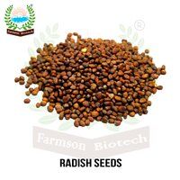 Radish Seeds FB-Red Rubby