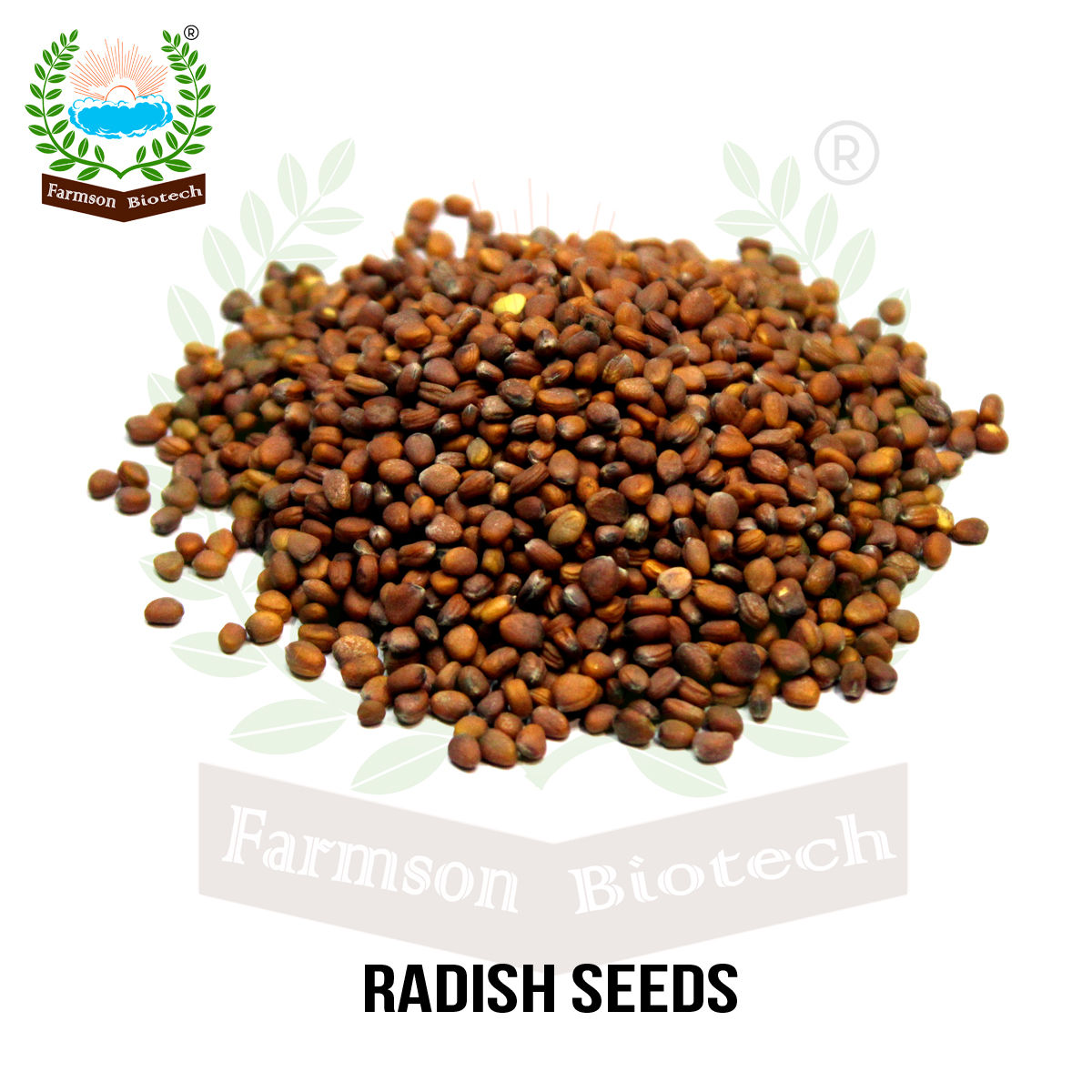 Radish Seeds FB-Sweta