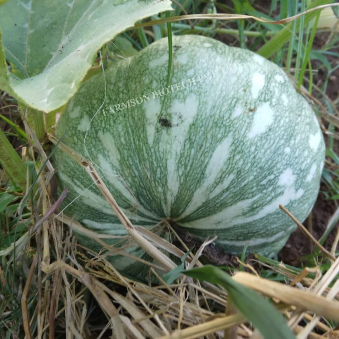 Pumpkin Seeds FB-Ganga F1 Hybrid