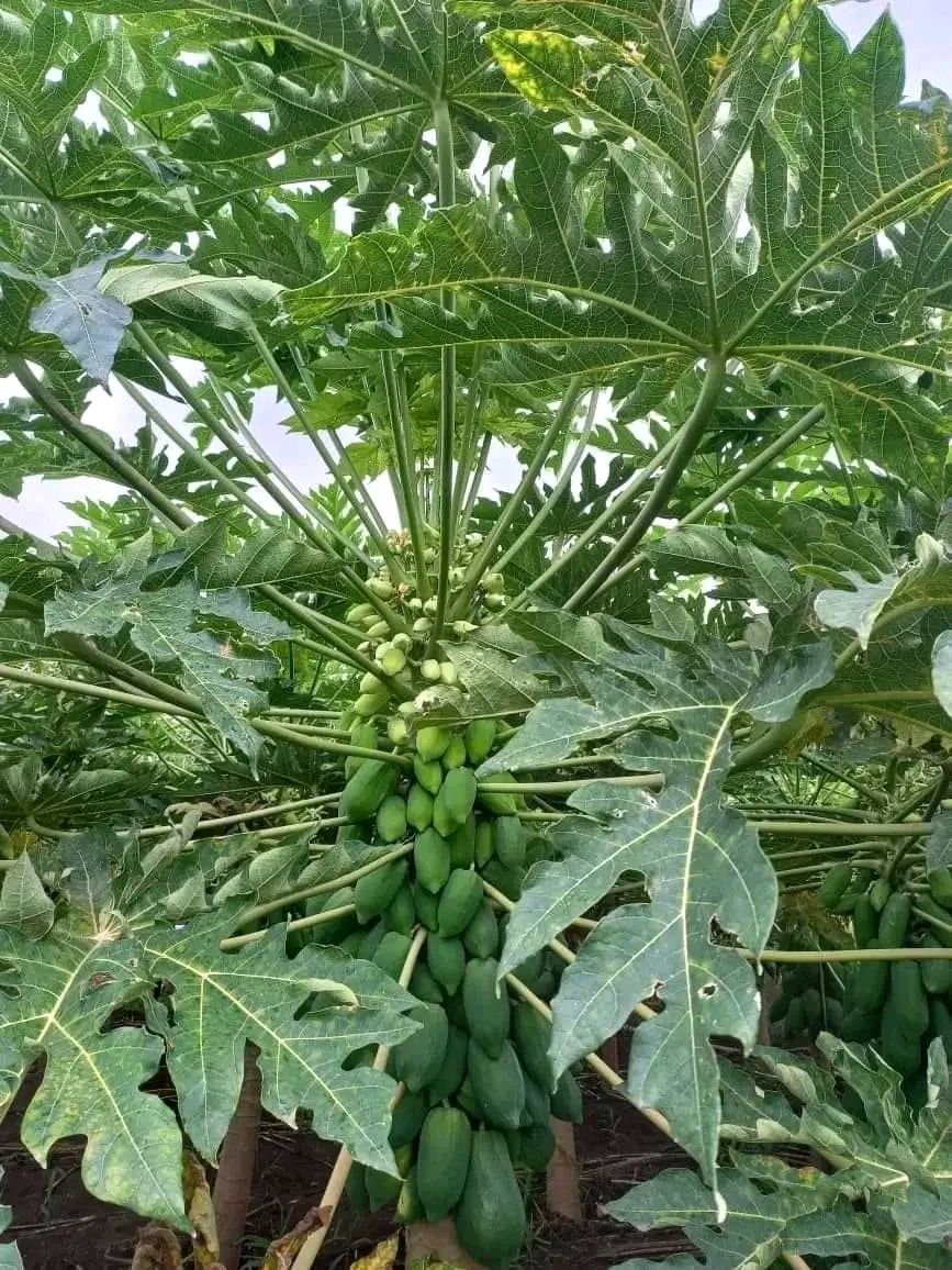 Papaya Seeds FB-Red Berry Dwarf F1 Hybrid