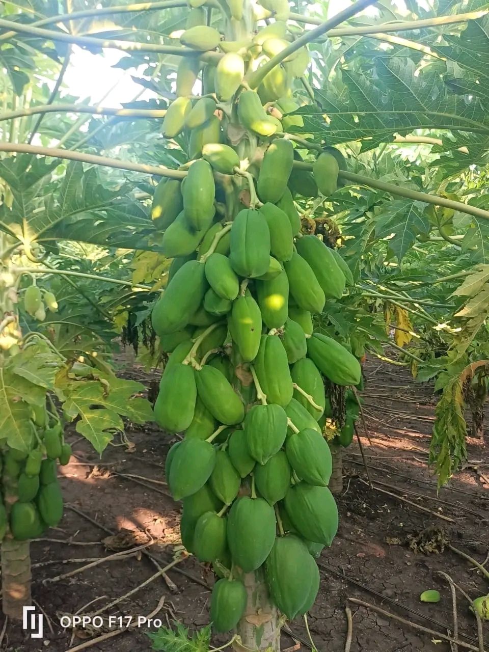 Papaya Seeds FB-Red Berry Dwarf F1 Hybrid