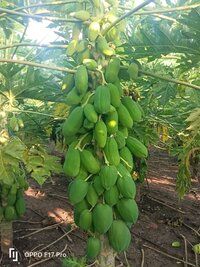 Papaya Seeds FB-Red Berry Dwarf F1 Hybrid