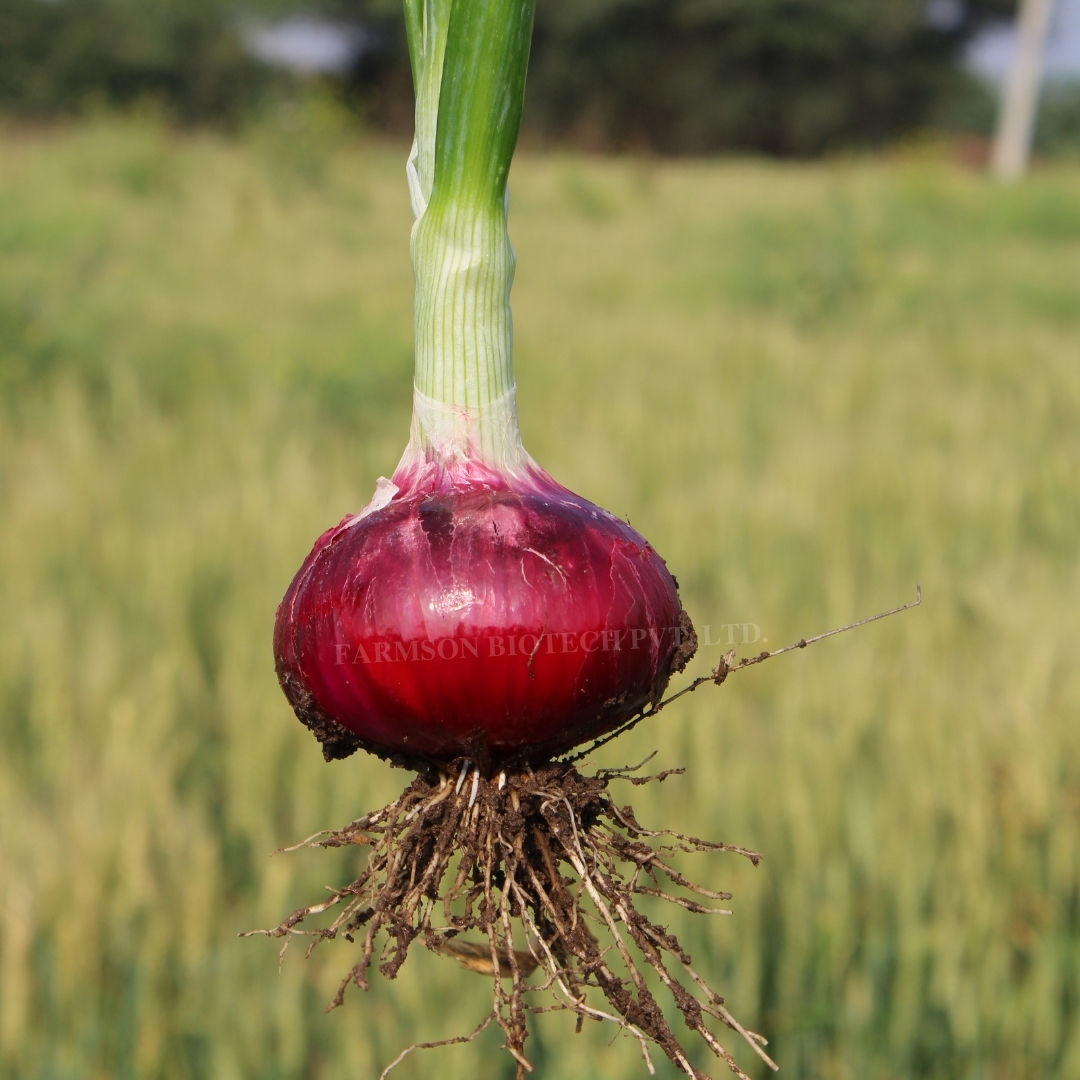 Onion Seeds FB-Red 11