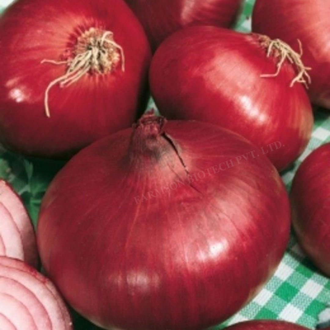 Onion Seeds FB-1153