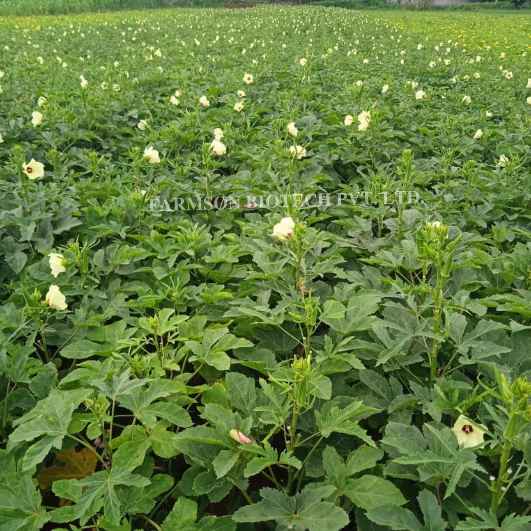 Okra Seeds FB-Samruddh F1 Hybrid