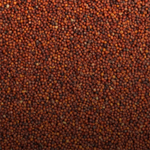 Finger Millet (Ragi)