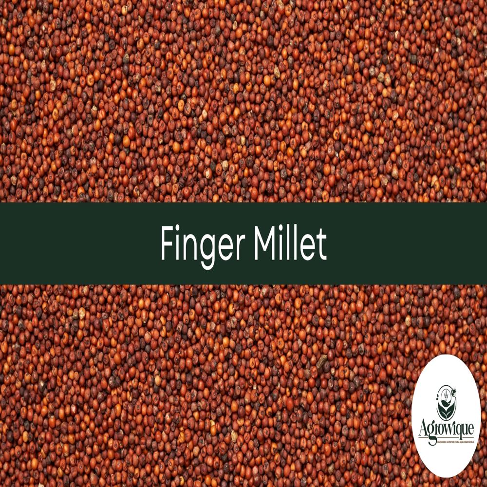 Finger Millet (Ragi)