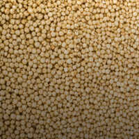 Sorghum (jowar) - Cultivation Type: Common