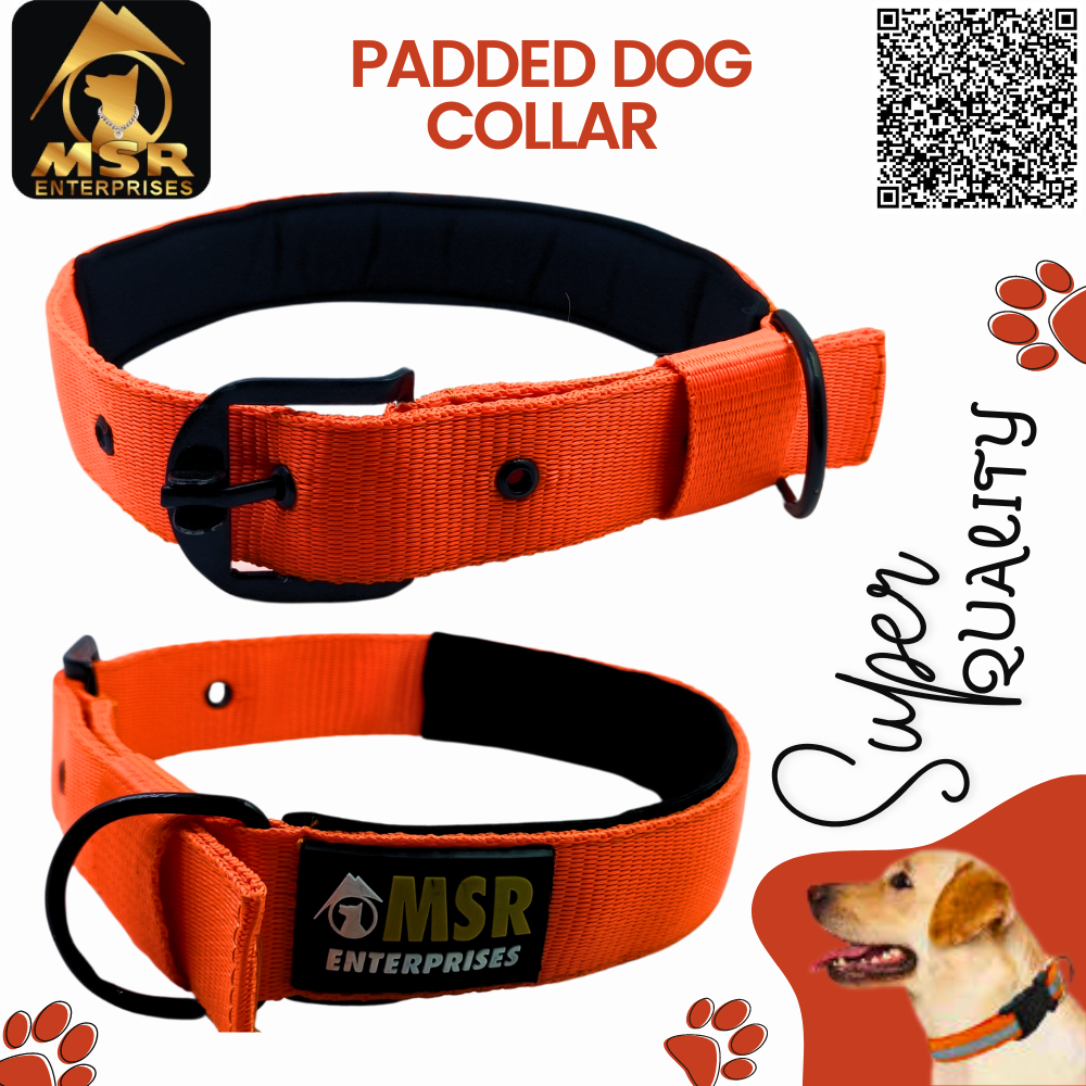 Padded Dog Collar ( PP / NYLON )