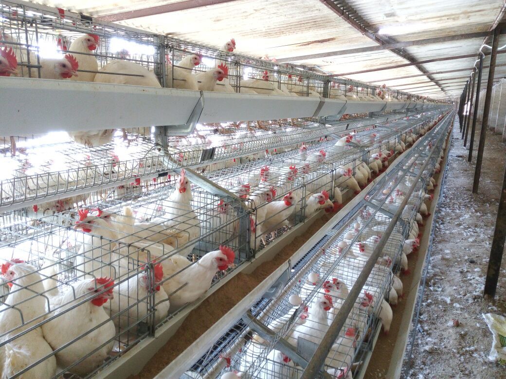 Poultry Layer California Cage