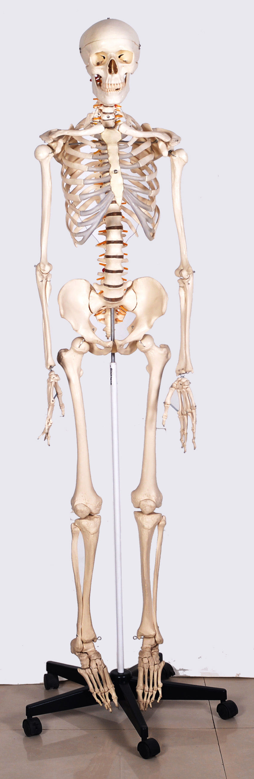 Full Articulated Skeleton Model