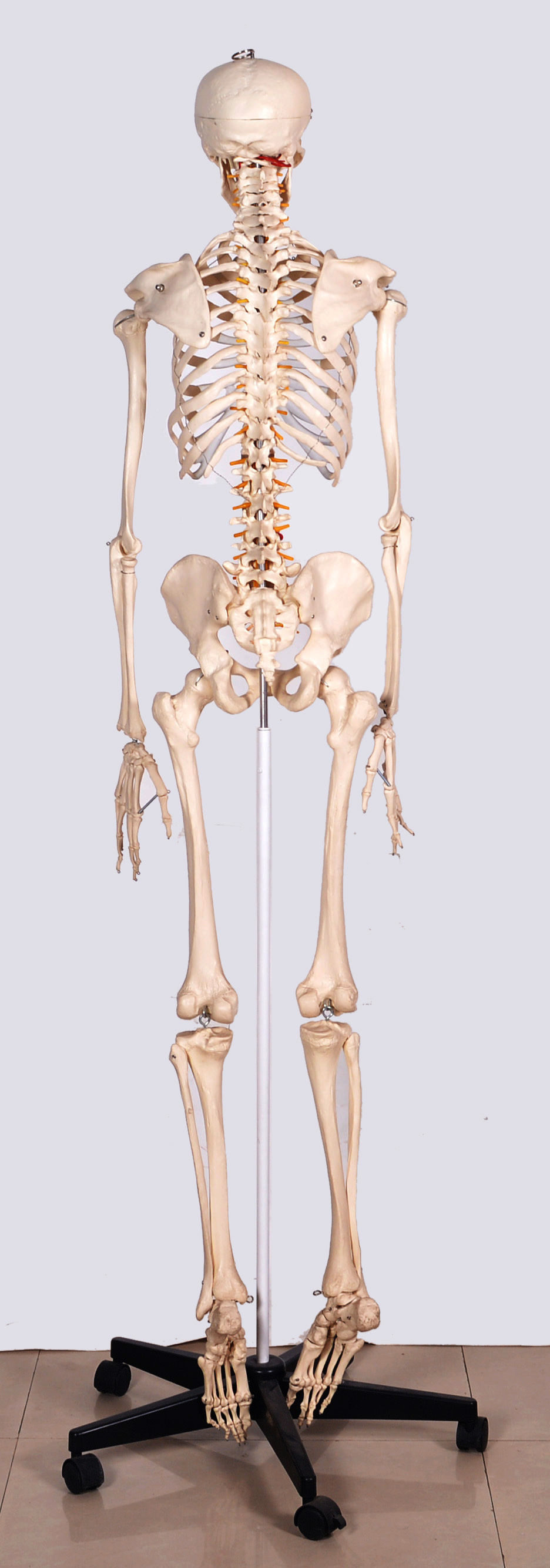 Full Articulated Skeleton Model