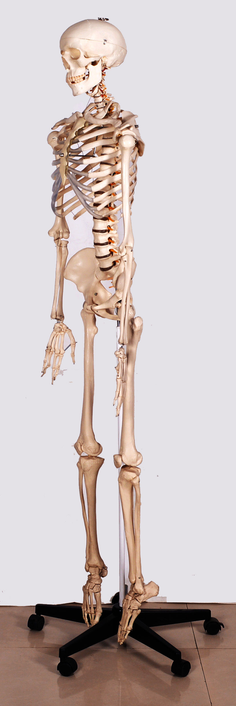 Full Articulated Skeleton Model