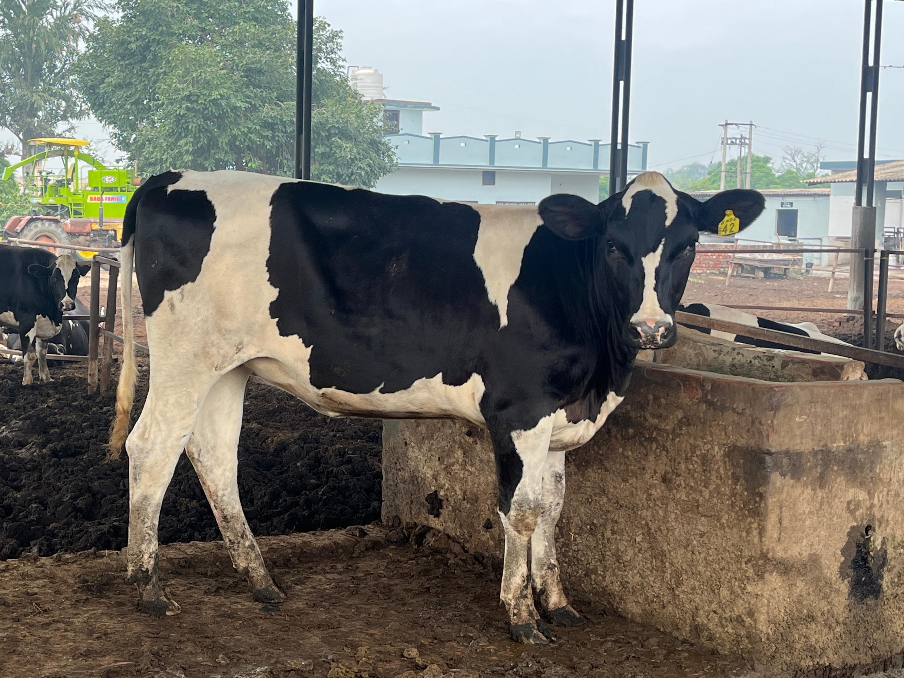 Pregnant Hf Heifer - Color: Black And White