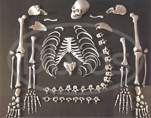 Disarticulated Skeleton Model - Color: White