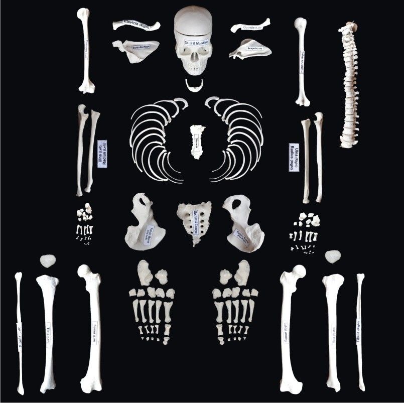 Disarticulated Skeleton model