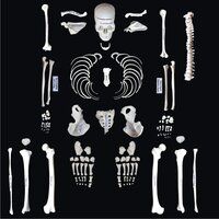 Disarticulated Skeleton model