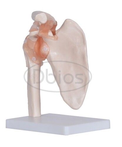 Shoulder Joint Model - Color: White