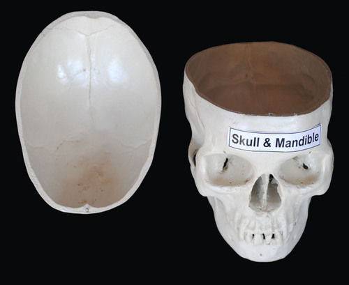 Skull model