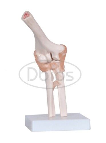 Elbow Joint Models - Color: White