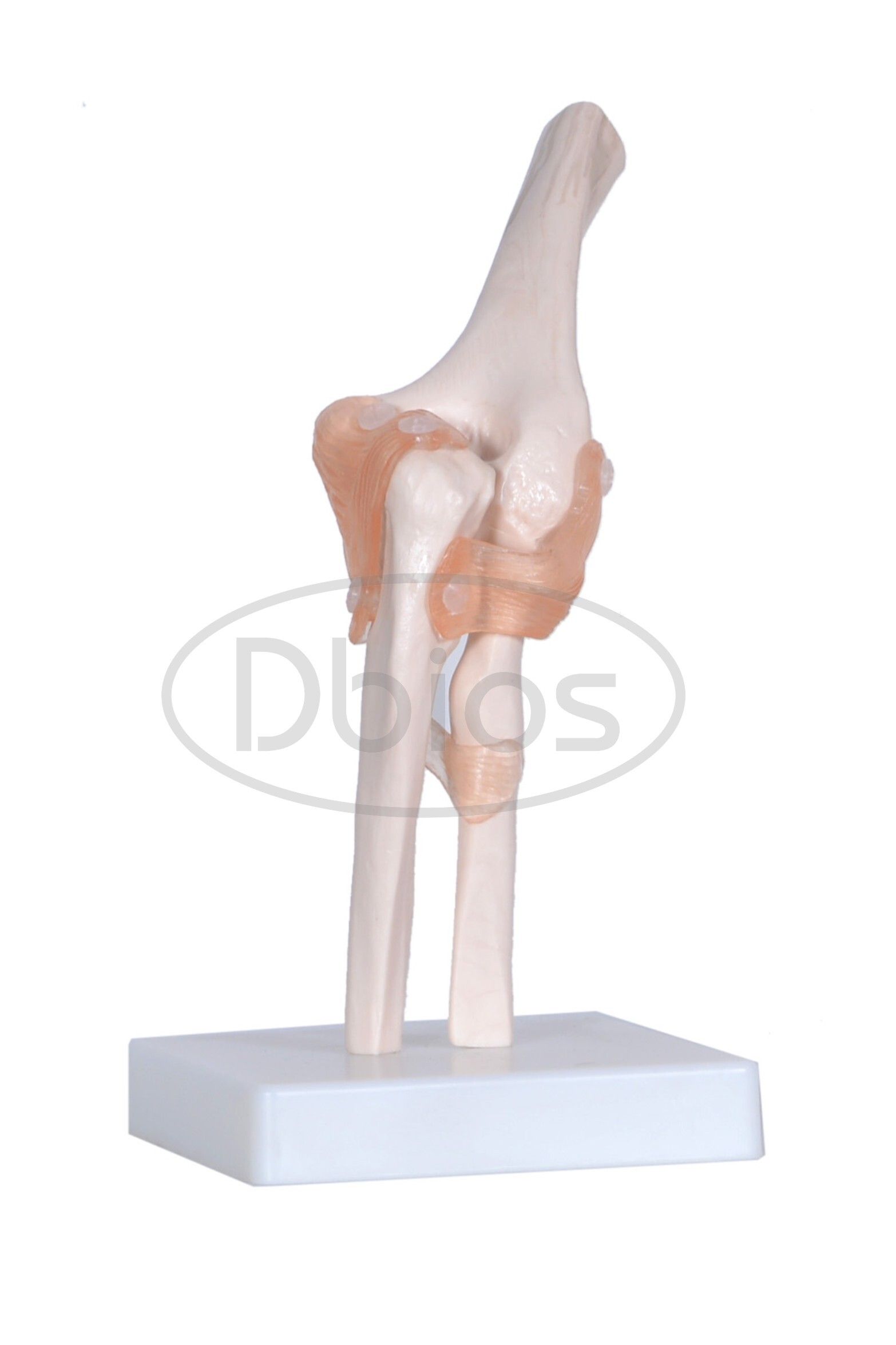 Elbow joint models