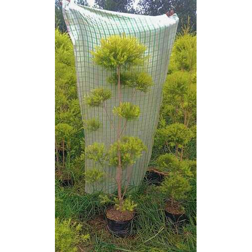 Golden Topiary Plants