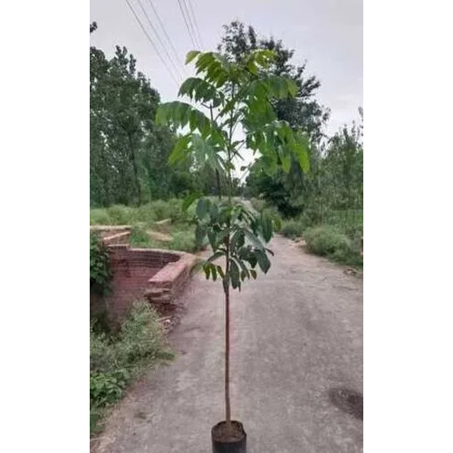 Mahogany Plant