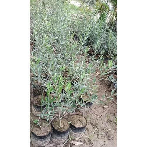 Olive Plants - Color: Green