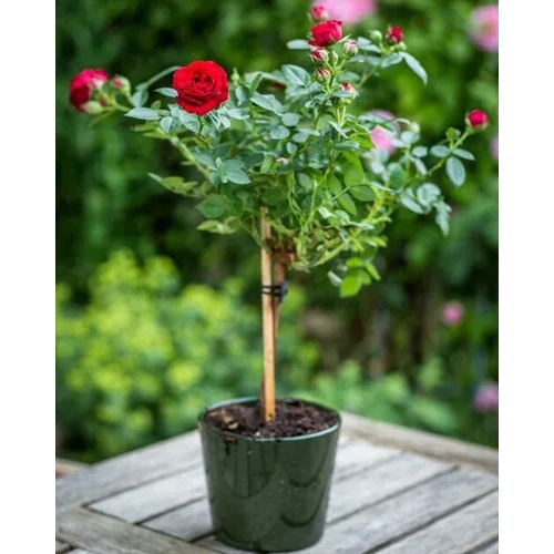 Rose Plant