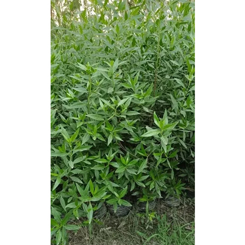 Conocarpus Plant - Color: Green