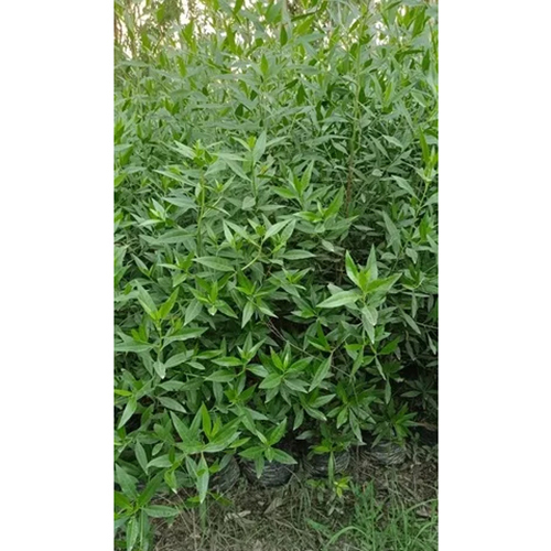Conocarpus Plant