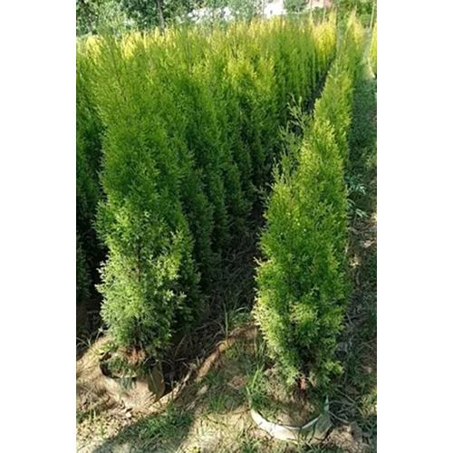 Golden Cyprus Plant