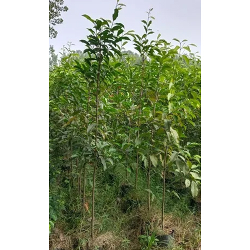 Maulsari Plant