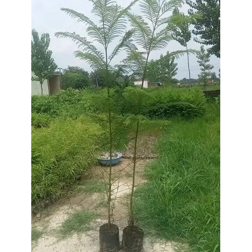 Jacaranda Plant