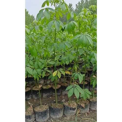 Kuraijia Plant