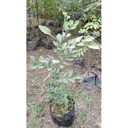 Murraya Plant