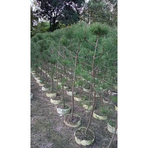 Casuarina Tapori Plant - Color: Green