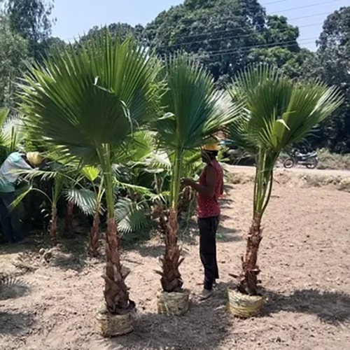 Washing Toniya Plant