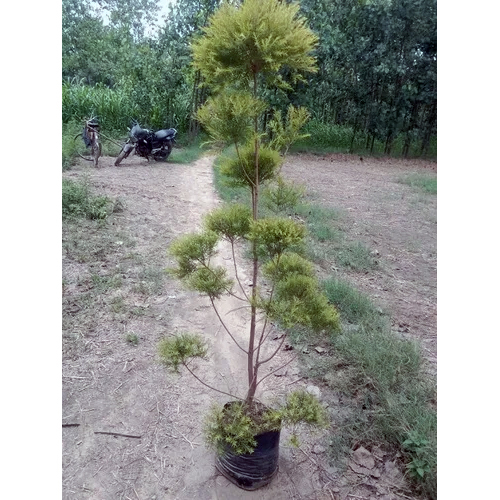 Golden Bottle Brush Topiary Plant