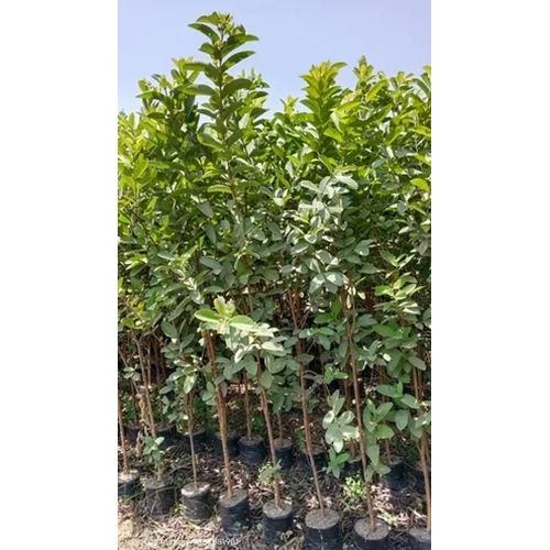 Desi Guava Plant - Color: Green