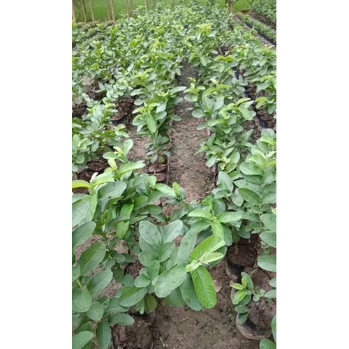 Hisar Safeda Well Watered Guava Plant - Color: Green