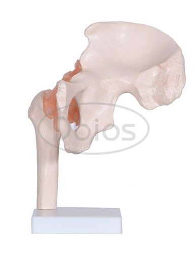 Hip joint model