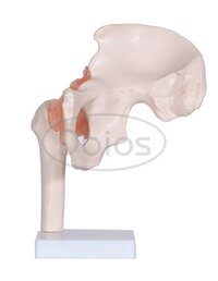 Hip Joint Model - Pvc Material, Standard Size, White Color | Ideal For Nursing And Medical Colleges