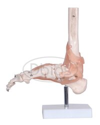 Foot Joint Model - Color: White