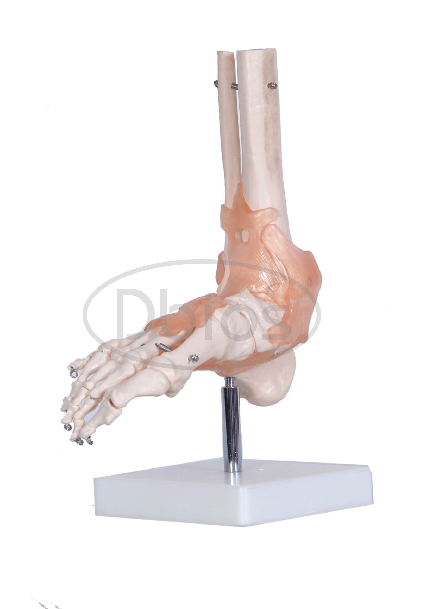 Foot joint Model