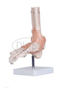 Foot joint Model