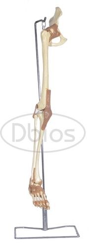 Joint model Knee