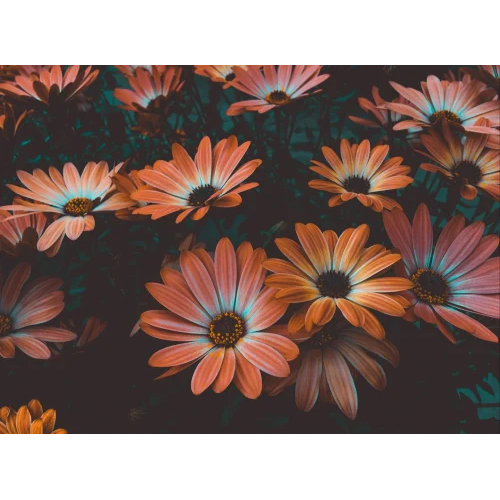 3D Floral Design Wallpaper
