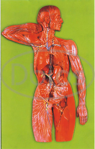 Anatomy Charts Models